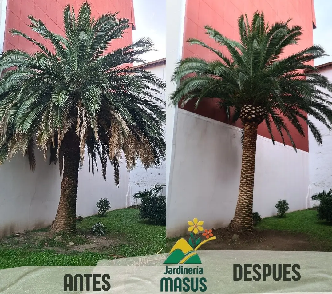 poda y mantenimiento de palmeras