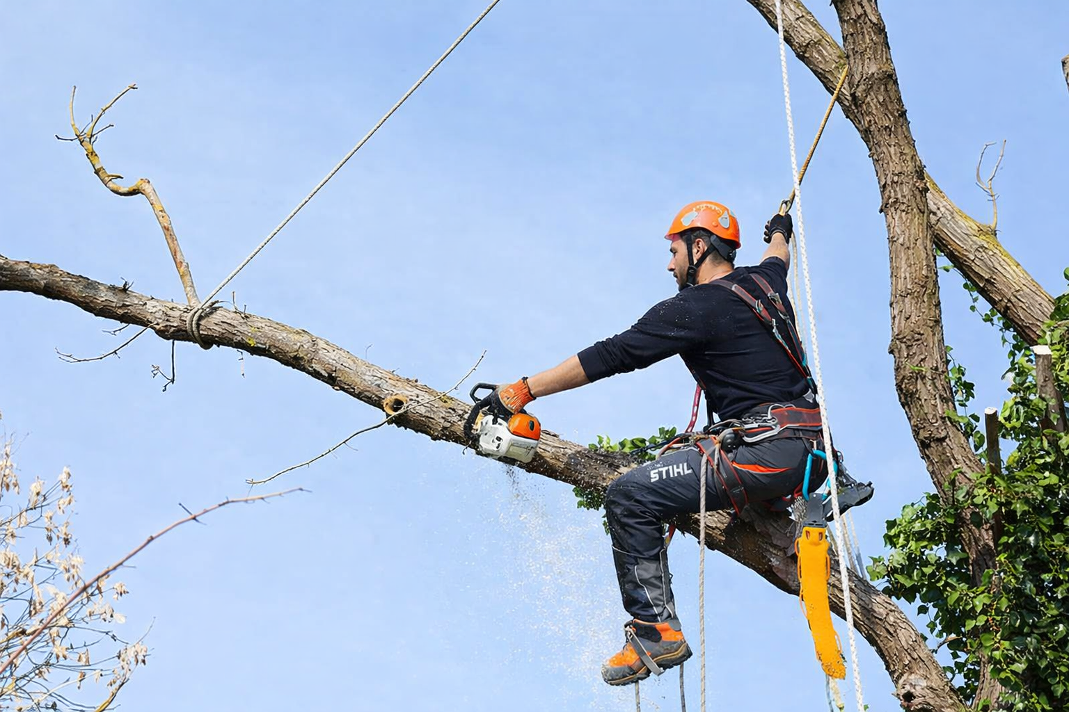 poda apeo controlado
